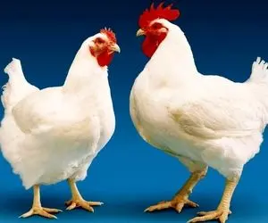 قیمت مرغ زنده امروز دوشنبه 27 بهمن 99