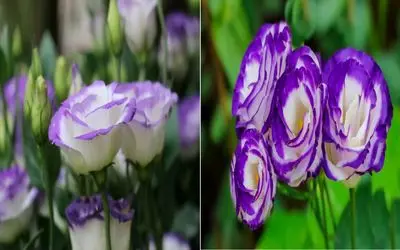 با لیسیانتوس لطافتو به خونت بیار/ صفر تا صد مراحل پرورش و نگهداری این گل آسمونی 