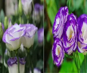 با لیسیانتوس لطافتو به خونت بیار/ صفر تا صد مراحل پرورش و نگهداری این گل آسمونی 