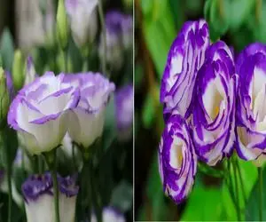 با لیسیانتوس لطافتو به خونت بیار/ صفر تا صد مراحل پرورش و نگهداری این گل آسمونی 