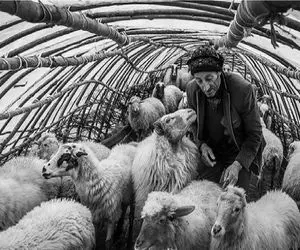 (جدول) قیمت دام زنده امروز ۶ آذر ۱۴۰۳/ ثبات بازار پس از یک روز پر تنش