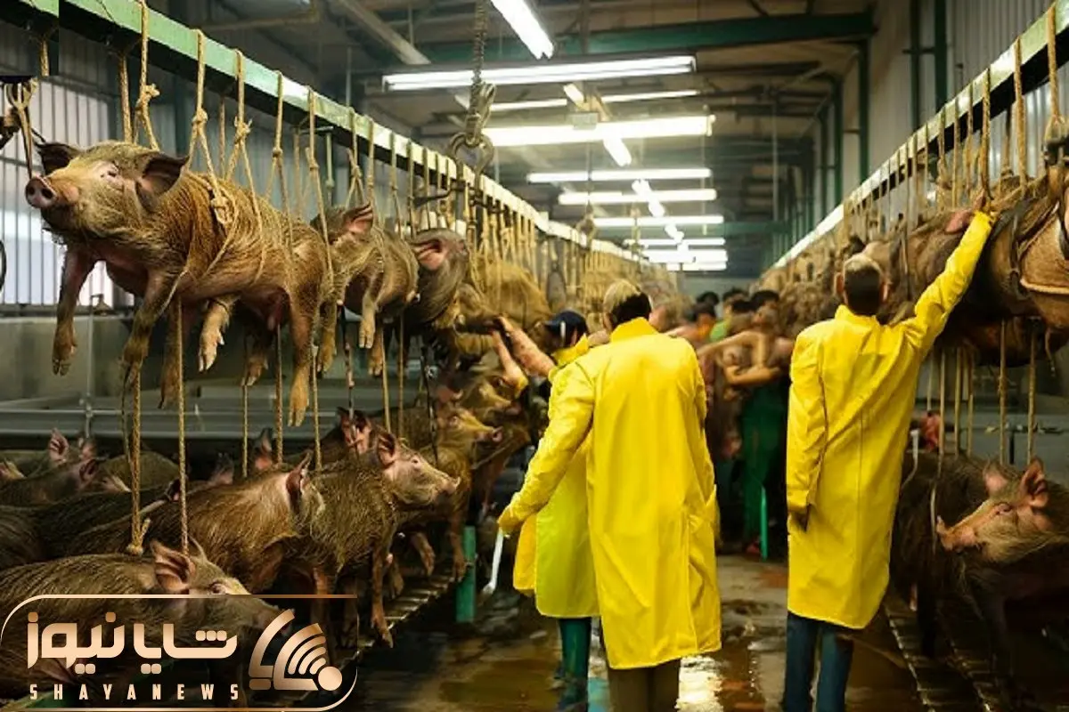 فرآوری گراز؛ گراز سیاه و توی گنداب پروار میکنن بعد سلاخی مثله میکنن واسه خورشت