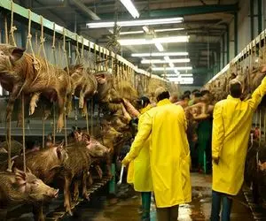 فرآوری گراز؛ گراز سیاه و توی گنداب پروار میکنن بعد سلاخی مثله میکنن واسه خورشت