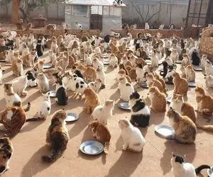 پناهگاهی برای 1000 گربه جنگ زده!