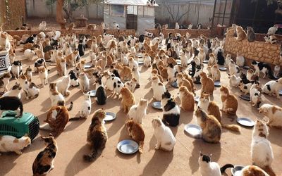 پناهگاهی برای 1000 گربه جنگ زده!