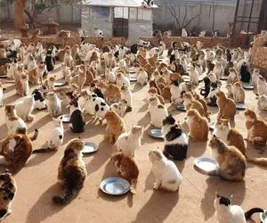 پناهگاهی برای 1000 گربه جنگ زده!