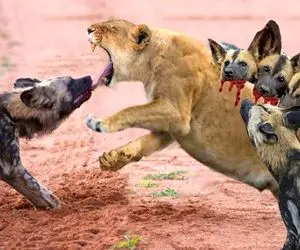 جذابیت حیات وحش؛ کفتارهای بدسگال شیر شریر رو دوره کردن ریختن سرش ببلعن پوزه ش موند