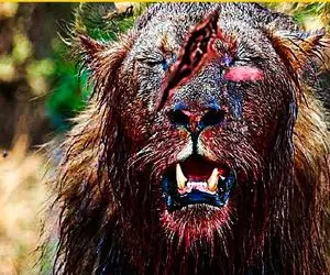 از جذابیت‌های حیات وحش؛ بوفالو وحشی شیر سلطان جنگل و تبدیل کرد به دزد دریایی