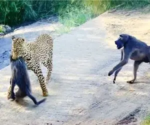 شاهکار حیات وحش؛ استقامت ستودنی میمون ها برای شرحه نشدن برادرشان ناکام ماند