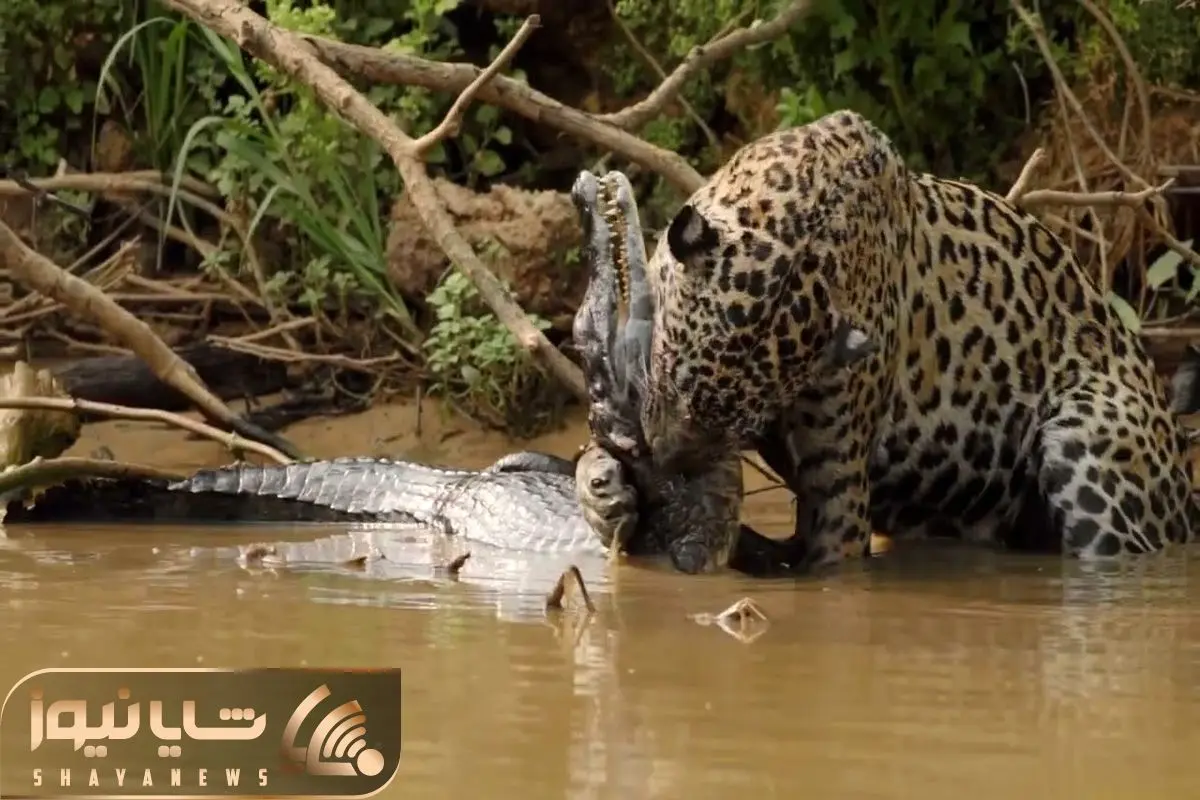 Jaguar hunts and makes a huge KILL shayanews