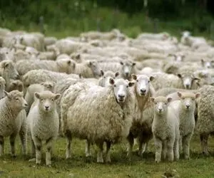 قیمت دام زنده امروز ۱۷ شهریور ۱۴۰۳ + جدول