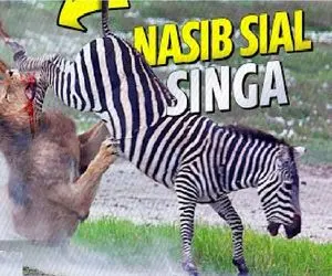 شاهکار حیات وحش / رقص مرگ خر راه راه بی‌پناه در چنگال‌های شیر ستیزه‌جو