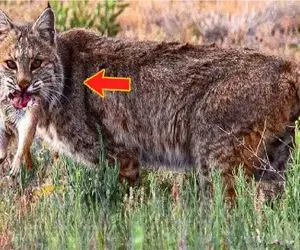 مستند حیات وحش / گربه وحشی با سرعت و قساوت طعمه رو میشکافه میره جلو