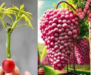کشاورزی نوین؛ تو لاستیک انگور کاشته هر دونش اندازه گردو شده تقویتی بهش تخم مرغ زده