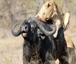 از جذابیت‌های حیات وحش؛ شیر میپره رو بوفالو بدبخت جفتک چارگوش میندازه
