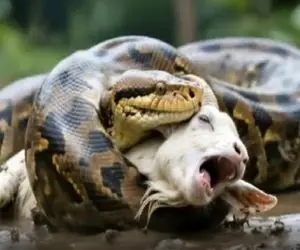 مستند حیات وحش؛ بز بی کس که آخرین نفساشو بغل مار میکشید امید به زندگیش برگشت گل کاشت