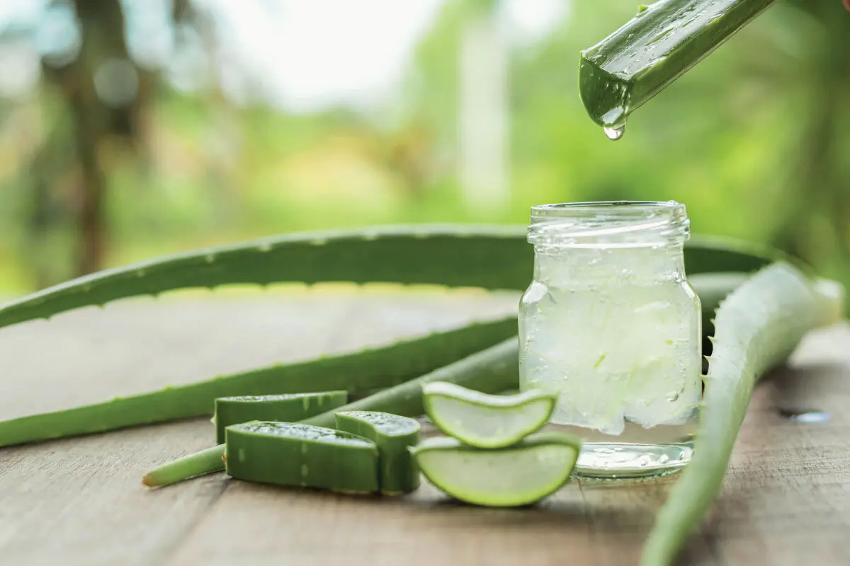 aloe-vera1