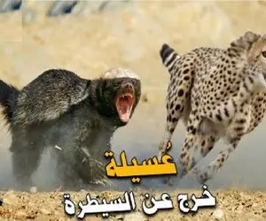 شاهکار حیات وحش؛ پلنگ با اون ابهت مثل سگ از راسو میترسه