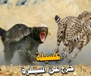 شاهکار حیات وحش؛ پلنگ با اون ابهت مثل سگ از راسو میترسه