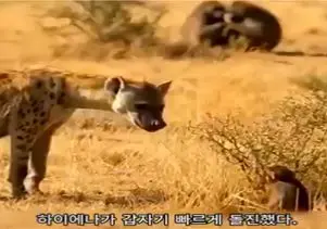 مستند حیات وحش؛ مادر بابون بابای کفتار رو به عزاش نشوند