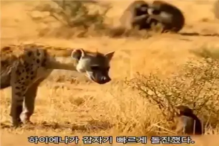 مستند حیات وحش؛ مادر بابون بابای کفتار رو به عزاش نشوند