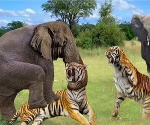 مستند حیات وحش؛ مواجهه ببر و فیل وقتی ببر نمیدونه با کی طرفه