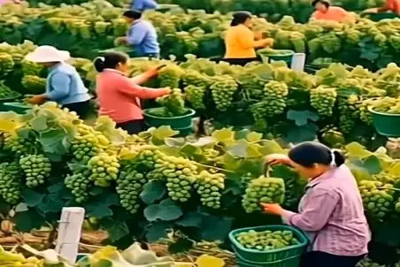 کشاورزی نوین؛ اتفاقی بذر انگور ریختن تو مزرعه انقد بار داده کل ده اومدن درو کف کردن