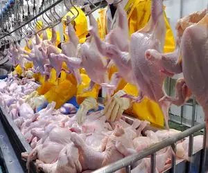 فرآوری مرغ؛ تولید انبوه دنده مرغ تند برای تجارت پرسود در یک مزرعه ارگانیک