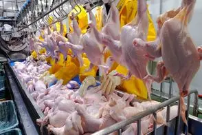 فرآوری مرغ؛ تولید انبوه دنده مرغ تند برای تجارت پرسود در یک مزرعه ارگانیک