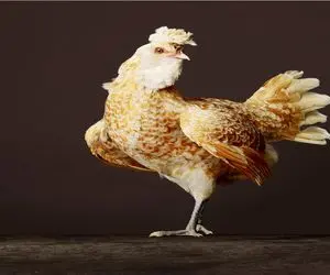 کارخانه حیوانات؛ ژن مرغ با هرچی دم دست بود ترکیب زدن تبدیل شدن به مرغ تخم طلا