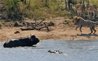 بدایع حیات وحش؛ بوفالو شیر رو پیچوند افتاد تو دام تمساح