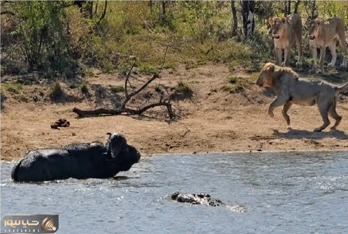 بدایع حیات وحش؛ بوفالو شیر رو پیچوند افتاد تو دام تمساح