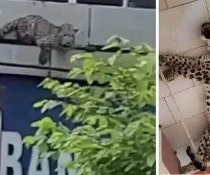 (ویدیو) پلنگ سرگردان در خیابان های قائم شهر چگونه کشته شد؟