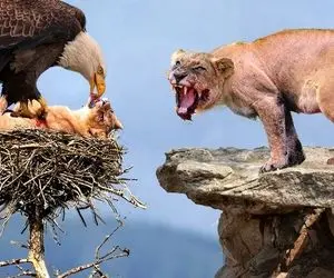 بدایع حیات وحش؛ شیر مادر مستاصل و پریشان نگاه میکنه که عقاب داره بچه اش پاره میکنه