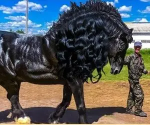 حیوانات غول جثه؛ 20 اسبی که در هر 1000 سال فقط یک بار به دنیا می آیند