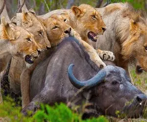 شاهکار حیات وحش / مغلوب شدن بوفالو در برابر شیرهایی که حرفه ای شکار میکنند
