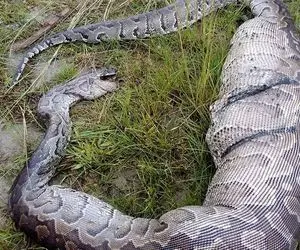 دیدنی راز بقا؛ صحنه دلخراش که شکم پیتون زنده رو با داس پاره کردن سگ رو بیرون کشیدن