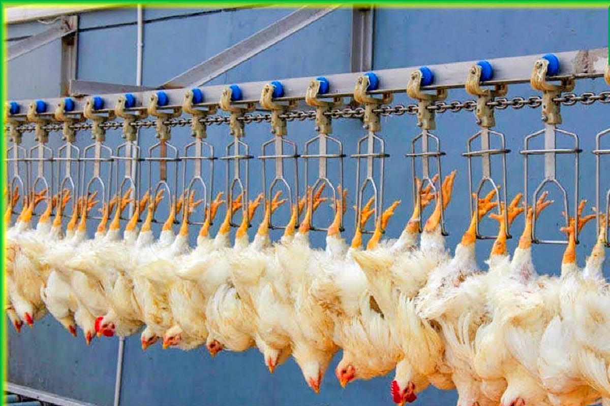 فرآوری مرغ؛ جوجه رو یک هفته ای بدل میکنن به مرغ از پا آویزونشون میکنن تا پراشون بریزه