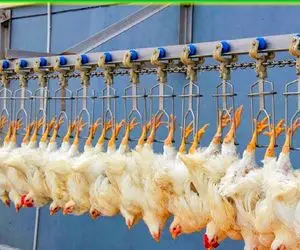 فرآوری مرغ؛ جوجه رو یک هفته ای بدل میکنن به مرغ از پا آویزونشون میکنن تا پراشون بریزه