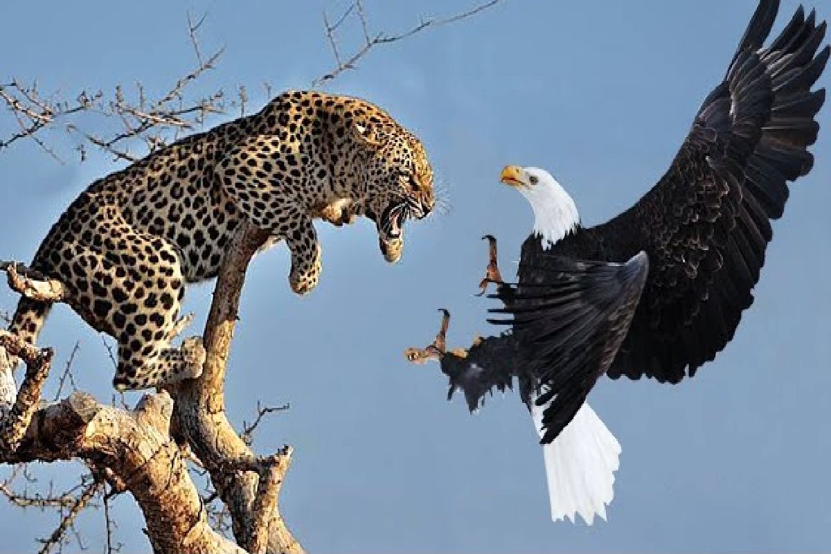 از جذابیت‌های حیات وحش؛  پلنگ میره نوک درخت واسه شکار که با عقاب درگیر میشه