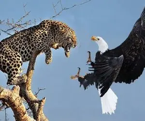 از جذابیت‌های حیات وحش؛  پلنگ میره نوک درخت واسه شکار که با عقاب درگیر میشه