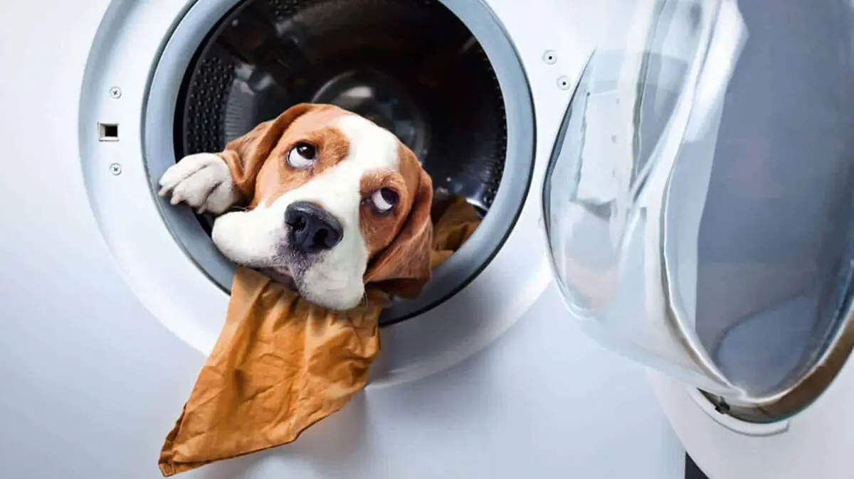 Remove-Pet-Hair-From-Laundry