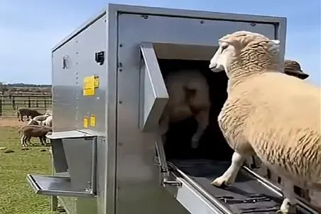 دامداری نوین؛ گوسفندا تو صف اپیلاسیونن با دستگاه پشم چین سفید و بلوری میشن