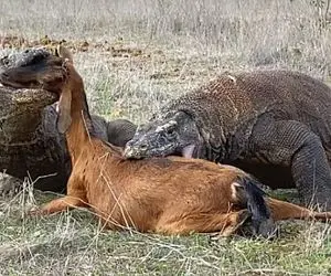 از جذابیت های حیات وحش؛ دوتا کومودوی چالاک در چشم برهم زدنی یک آهو بزرگ رو تمام خوردن