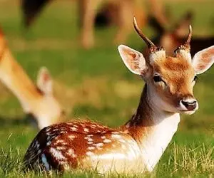 مستند حیات وحش /  حرکت شیر ددمنش بعد از آگاهی از باردار بودن طعمه