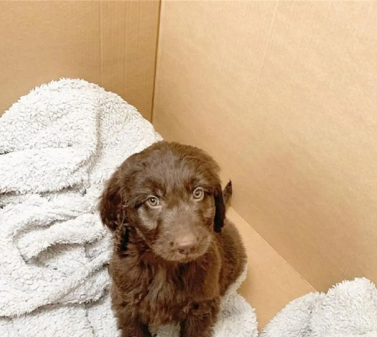 0_PAY-DOG-GETS-MISTAKEN-FOR-CHEWBACCA