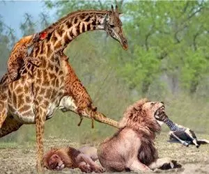 جذابیت حیات وحش؛ زرافه غول برای نجات جون نوازدش پاشو میکنه تو چشم شیر شریر