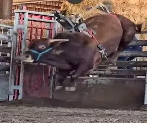 دامداری نوین؛ گاو اعصابش خط خطی شد همه از ترسش رفتن تو سوراخ موش