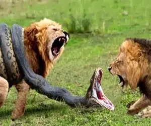 از جذابیت های حیات وحش؛ مار پیتون محکم پیچید دور شیر و چلوندش تا جانش دربیاد