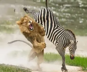 جذابیت حیات وحش؛ شکار تحقیرآمیز برای شیر وقتی خر راه راه دهنش رو صاف میکنه